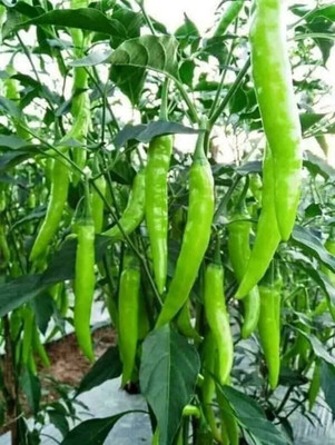 Farmonix Green long Variety Green Chilli Seed(200 per packet)