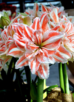 Cloud Farm Lily Plant Seed(2 per packet)