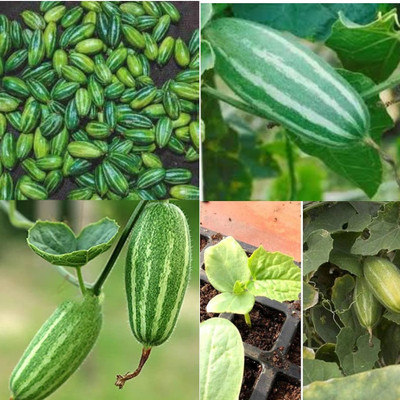 ibains Parwal seeds hybrid all seasons 32 Seed(32 per packet)