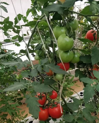 Aro Tomato, Tamatar Seed(100 per packet)