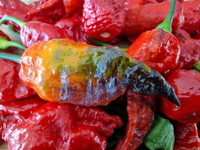 KNESSiN Hot Black Panther Chilli Seeds For Kitchen Gardening-(1200 Seeds) Seed(1200 per packet)
