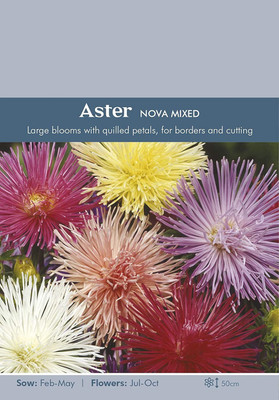 CYBEXIS Flower - Aster Nova Mixed Seed(50 per packet)