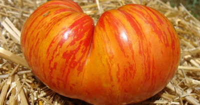DIVINE TOMATO , TAMATAR Seed(100 per packet)