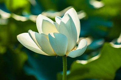 HOLIC STORE lotus,kamal gatta Seed(11 per packet)