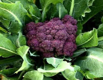 KNESSiN Broccoli Purple Seed(200 per packet)