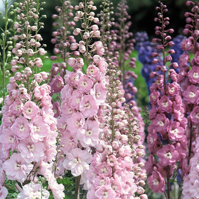 M-Tech Gardens Delphinium Flower Seed(50 per packet)
