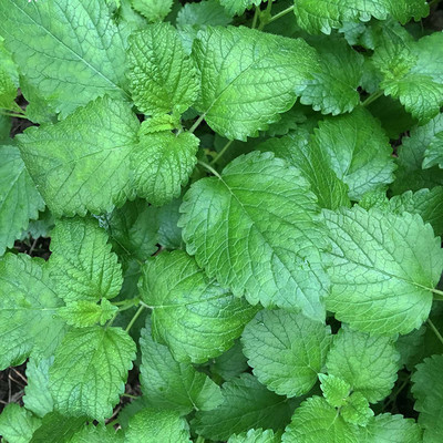 CYBEXIS XLR-40 - Lemon Balm (Melissa officinalis) - (2250 Seeds) Seed(2250 per packet)