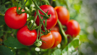 VRAKSHA Oganic Tomatoes Seed(1000 per packet)