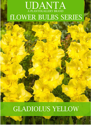 Udanta Gladiolus Yellow Flower Bulbs For All Season - Pack of 20 Bulbs Seed(20 per packet)