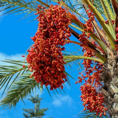 Aywal Date palm/khajur Seed(4 per packet)