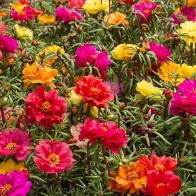 Quentova PORTULACA GRANDIFLORA DOUBLES MIXED-VDI-22V Seed(100 per packet)