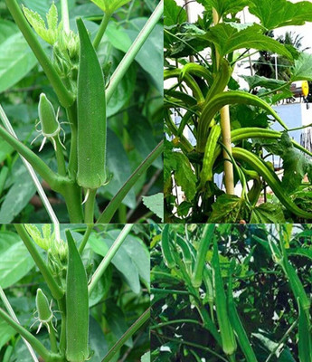 ibains Seeds of lady finger beez 24 Seed(24 per packet)