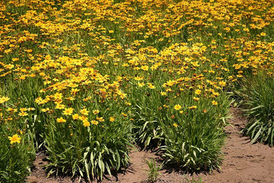 Lorvox Coreopsis flower Seed(145 per packet)