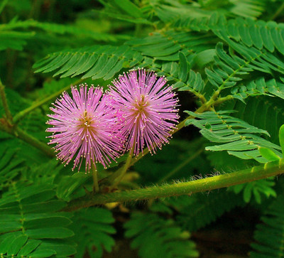 KNESSiN Touch Me Not Plant Bonsai Suitable-{400 Seeds} Seed(400 per packet)