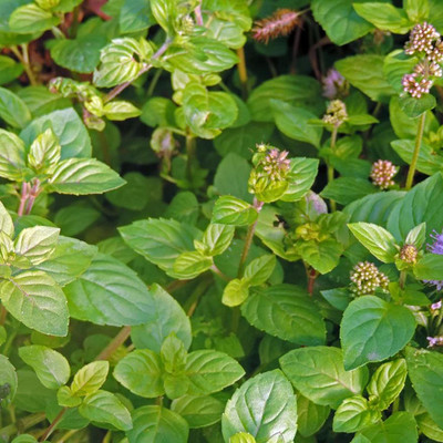 VibeX XL-29 - Water Mint - (1350 Seeds) Seed(1350 per packet)