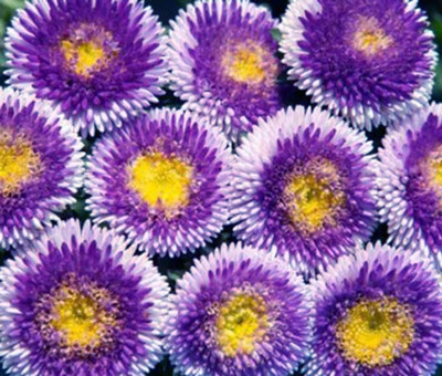 Lorvox Aster Seed(65 per packet)