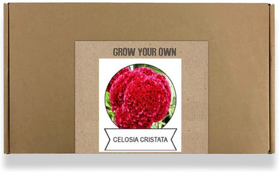 CYBEXIS Celosia Cristata Flower Seeds-50 Seeds Seed(50 per packet)