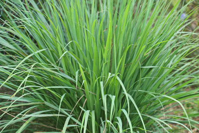 Qualtivate VXI-1 Lemongrass Seeds Seed(500 per packet)