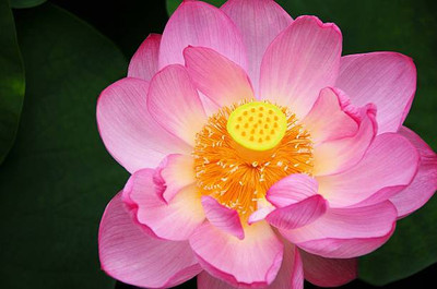 Dharma lotus,kamal gatta Seed(11 per packet)