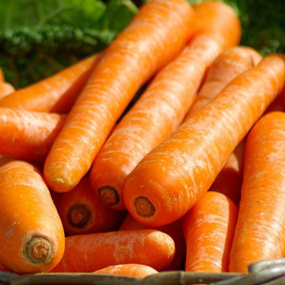 Quentova Orange Carrot विलायती गाजर-4V-UK Seed(250 per packet)