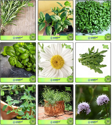 CYBEXIS Herb Seeds Combos Rosemary,Mint,Cress,Lemon Basil,Chamomille,Wild Rocket More Seed(10 g)