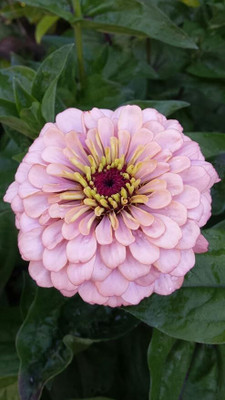 GREENSEA Multi colour Zinnia Flower Seed(56 per packet)