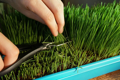 KNESSiN Pets Wheat Grass for Digestion and Hairballs Seeds-(10000 Seeds) Seed(10000 per packet)