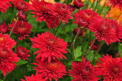 Quentova Chrysanthemum Flower(Red)-11A-KMT Seed(100 per packet)