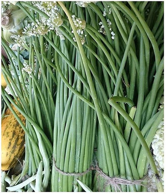 KANAYA Fresh Green Beans Singra Seed(125 per packet)