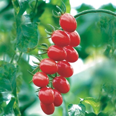 ActrovaX Tomato ‘Santonio’ F1 Hybrid Half - Hardy Annual [1gm Seeds] Seed(1 g)