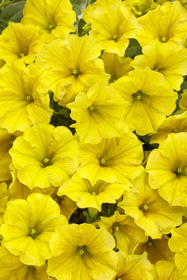 WHADE Yellow Petunia hybrid Seed(70 per packet)