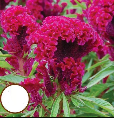 Quentova Cockscomb Seeds (Celosia argentea var-3G-RAJ Seed(50 per packet)