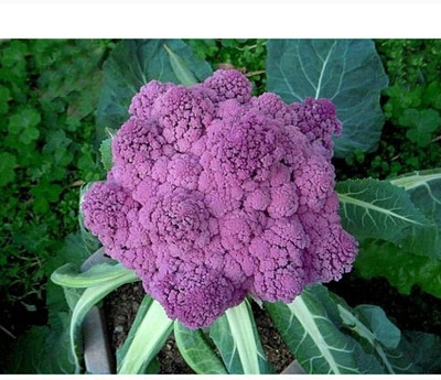 CYBEXIS Rapid Red White Tipped Radish2400 Seeds Seed(2400 per packet)