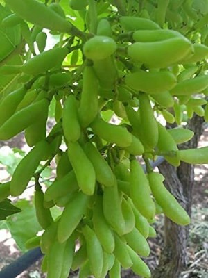 Aywal Grabes (Angoor) Seed(110 per packet)