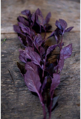 WILLVINE VXI-4 Basil 'Osmin Purple' (Ocimum basilicum) Seed(2000 per packet)