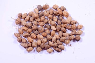 BDSresolve indool plant seeds/palm seed 15 Seed(15 per packet)