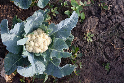 Kishori Creation white cauliflower,gobhee seeds Seed(40 per packet)