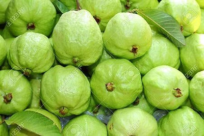 isarkars ™️Hybrid Guava (Amrood) Fruit Seed(45 per packet)