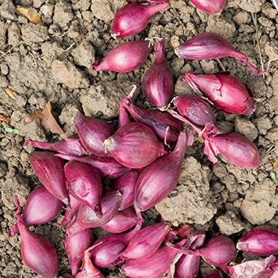 VibeX ® XLR-478 Red Onion Seeds Seed(1000 per packet)