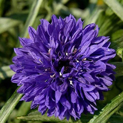 CYBEXIS VXI-70 - Blossoming Chrysanthemum - (30 Seeds) Seed(30 per packet)