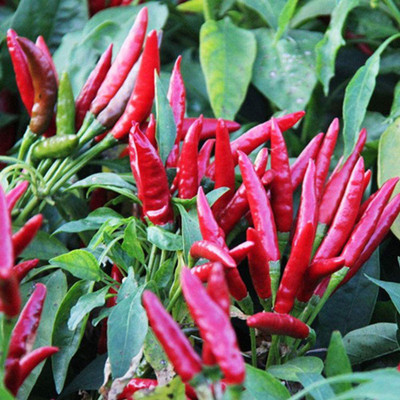 CYBEXIS Good Germination Red Chilli Pepper Seeds2400 Seeds Seed(2400 per packet)