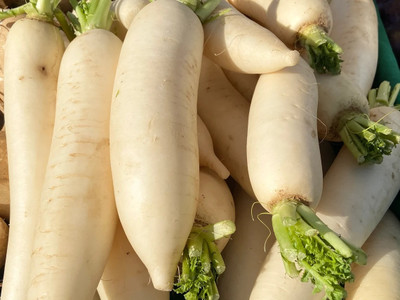 VINTI Chinese Turnip White Radish Seeds Seed(2000 per packet)