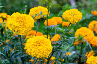 SeeGreen marigold/gende ka phool flower seeds Seed(50 per packet)
