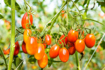 Niyama tomato Seed(70 per packet)