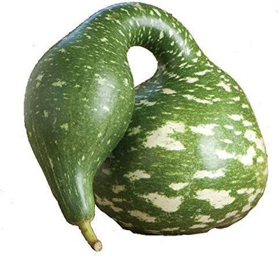 VibeX PAU-96 - Smallfruit Bottle Gourd Vegetable - (300 Seeds) Seed(300 per packet)