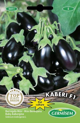 CYBEXIS Mini Kaberi F1 Aubergine Eggplant Brinjal Seeds2400 Seeds Seed(2400 per packet)