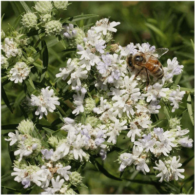 VibeX VVI-21 - Mountain Mint Native - (150 Seeds) Seed(150 per packet)