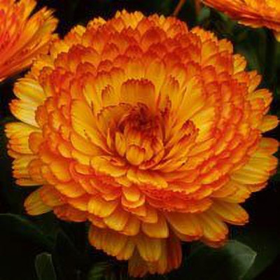 Aywal Helichrysum Mixed Color F1 Hybrid Seed(70 per packet)