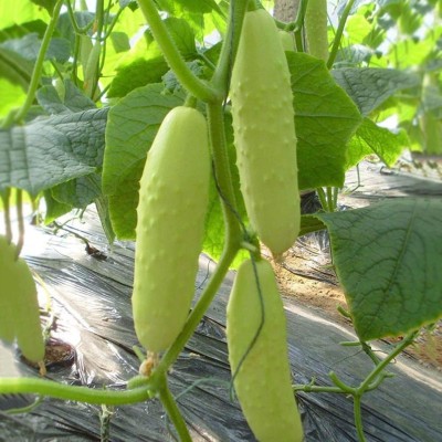 KNESSiN White Cucumber Seed(200 per packet)