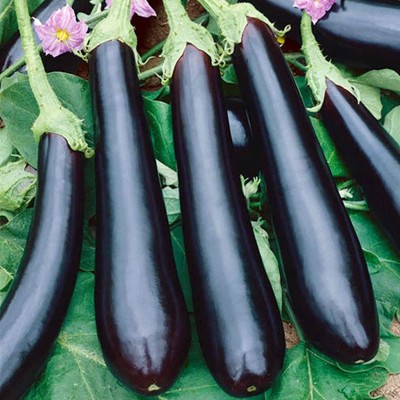 Qualtivate ICRA-2A Eggplant Aubergine Long Pop Black Brinjal Seed(300 per packet)